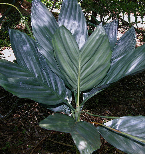 شامادورا متالیکا